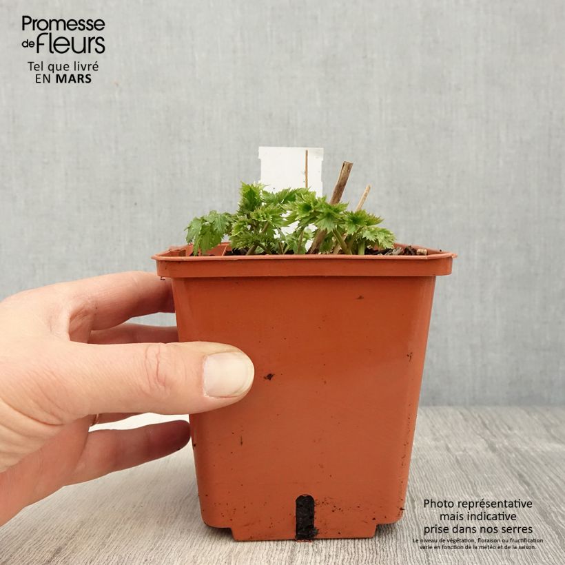 Spécimen de Cierge d'argent, Cimicifuga, Actaea matsumurae White Pearl Pot de 1,5L/2L tel que livré au printemps