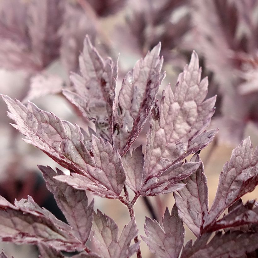 Cierge d'argent - Cimicifuga, Actaea simplex Chocoholic (Feuillage)