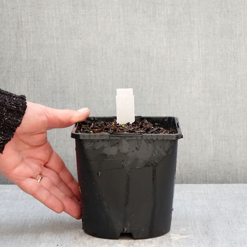 Example of Cierge d'argent, Cimicifuga simplex Pink Spike Pot de 2L/3L as you get in hiver