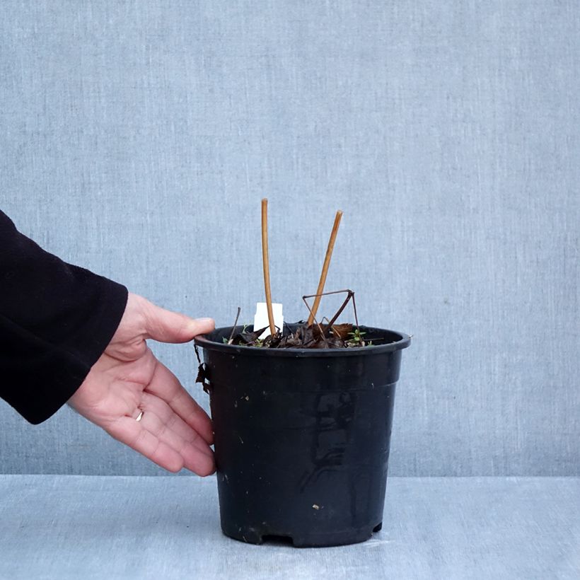 Spécimen de Cimicifuga racemosa - Cierge d'argent Pot de 2L/3L tel que livré en automne