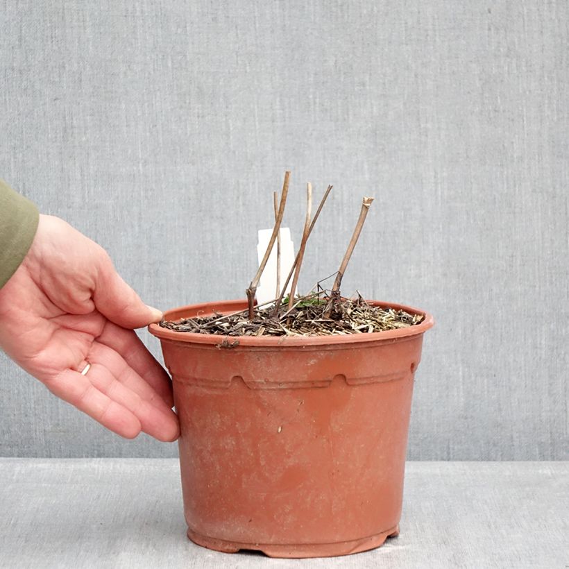 Spécimen de Cimicifuga racemosa - Cierge d'argent Pot de 2L/3L tel que livré en hiver