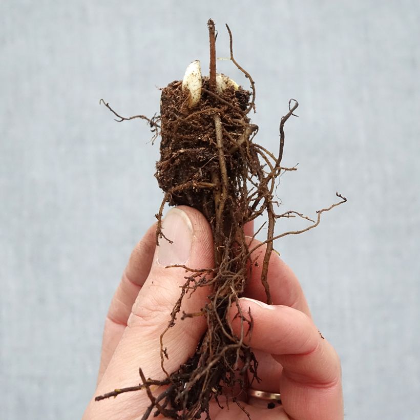 Spécimen de Cimicifuga racemosa - Cierge d'argent Racines nues, Qualité Extra équivalant à un pot de 2L tel que livré en hiver