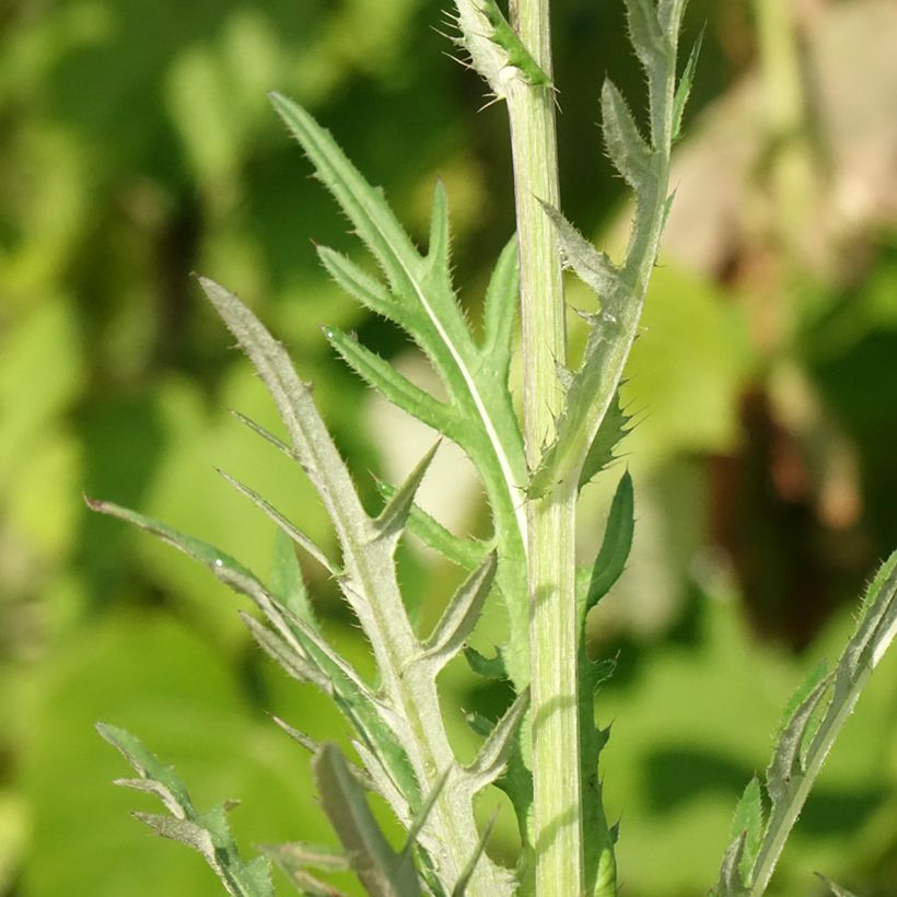 Cirsium rivulare Trevors Blue Wonder - Cirse des rives (Feuillage)