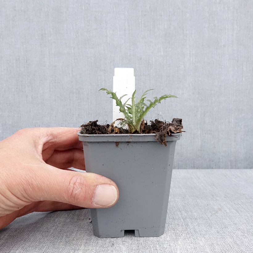 Spécimen de Cirsium rivulare Trevors Blue Wonder - Cirse des rives Godet de 8/9 cm tel que livré au printemps