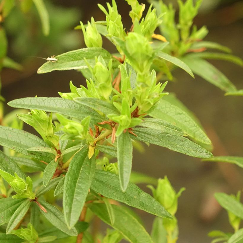 Ciste du Portugal - Cistus x lusitanicus Decumbens (Foliage)