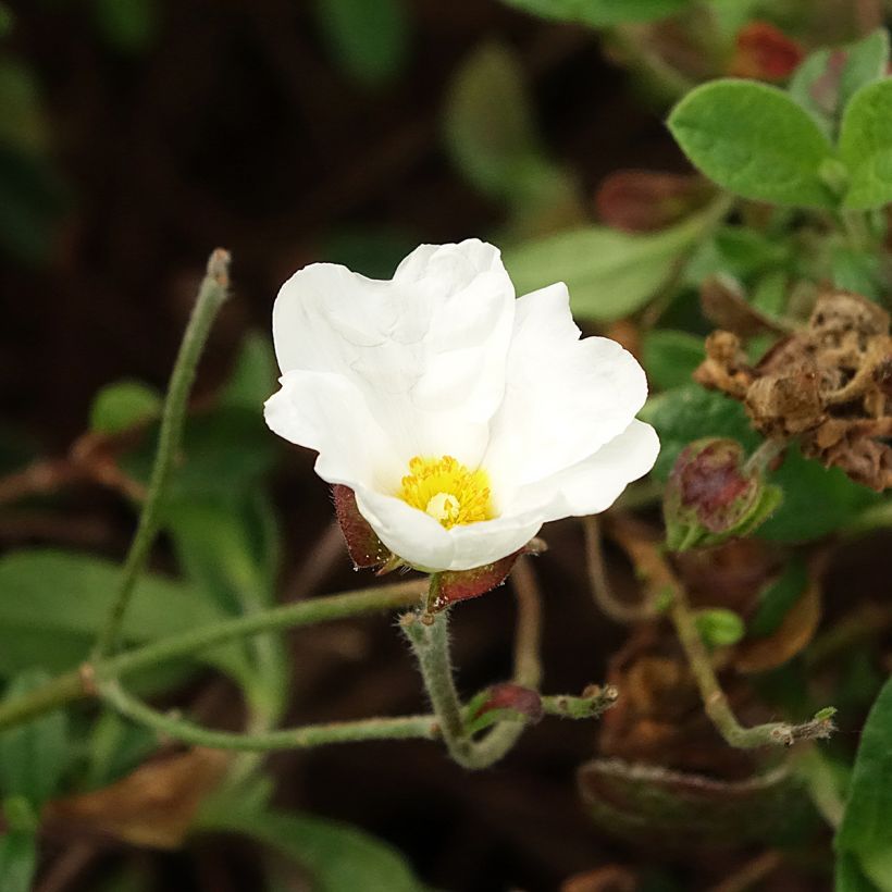 Ciste obtusifolius - Cistus obtusifolius (Floraison)