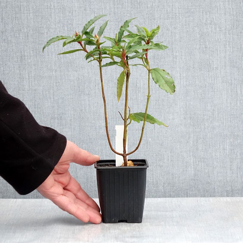 Spécimen de Cistus aguilarii Maculatus - Ciste hybride Godet de 8/9 cm tel que livré au printemps