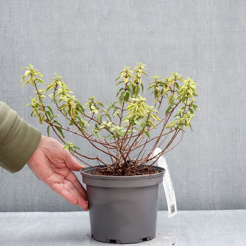 Spécimen de Cistus corbariensis Little Miss Sunshine - Ciste des Corbières Pot de 3L/4L tel que livré en hiver