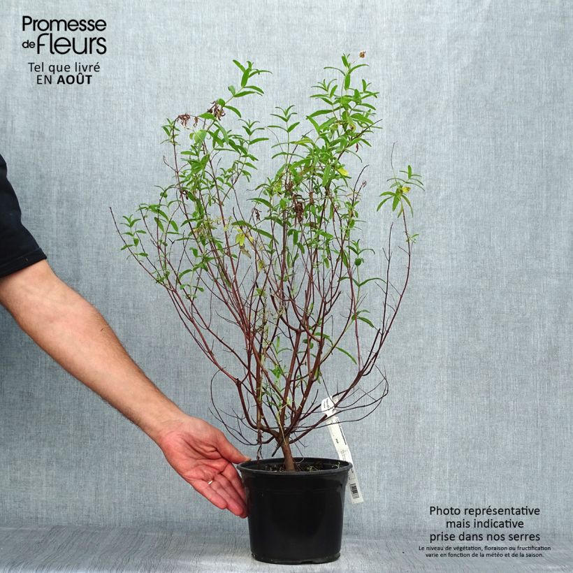 Spécimen de Cistus monspeliensis - Ciste de Montpellier Pot de 2L/3L tel que livré en été
