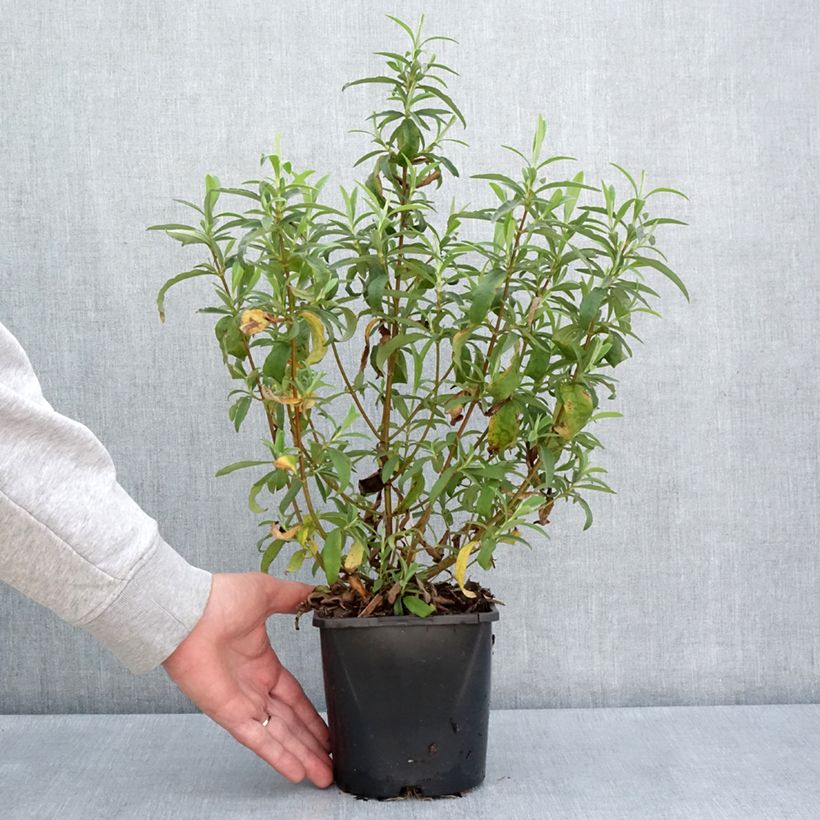 Spécimen de Cistus purpureus Betty Taudevin - Ciste pourpre Pot de 2L/3L tel que livré au printemps