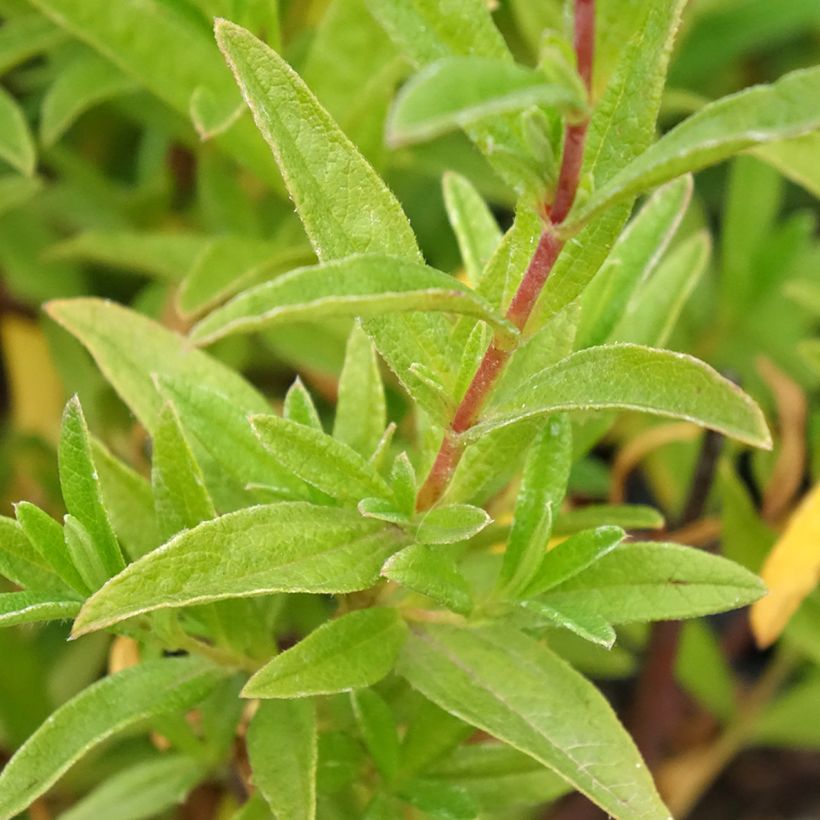 Cistus x dansereaui Jenkyn Place - Ciste hybride (Foliage)