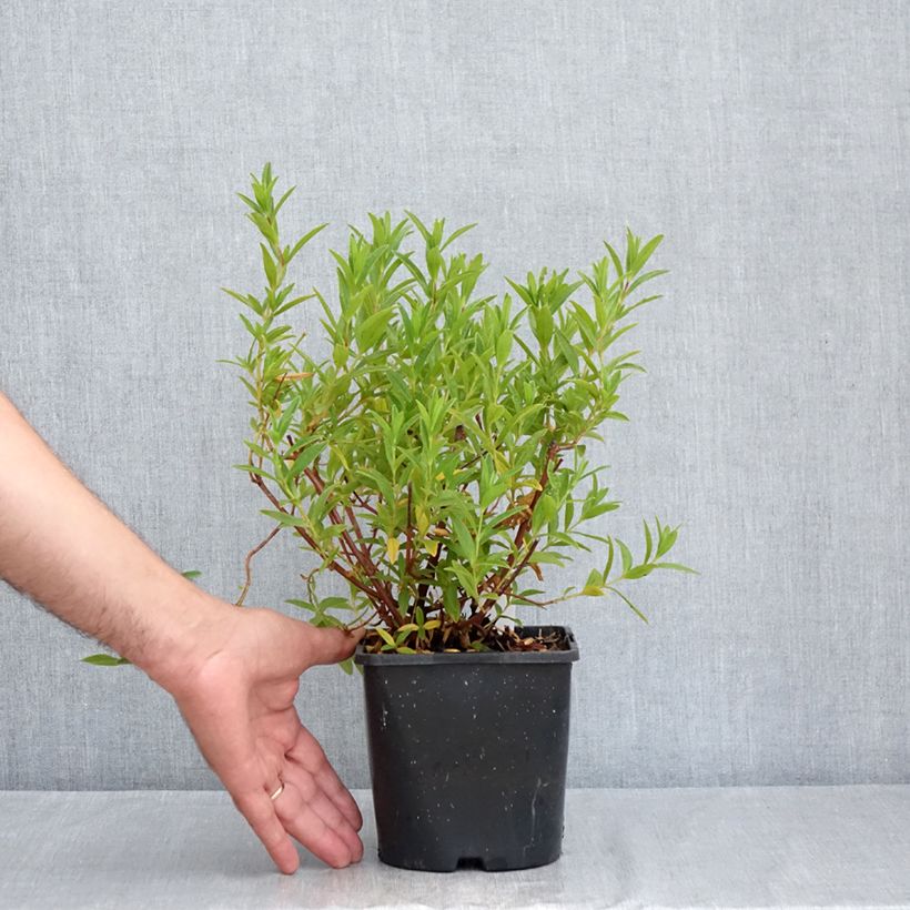 Spécimen de Cistus x dansereaui Jenkyn Place - Ciste hybride Pot de 1,5L/2L tel que livré en été