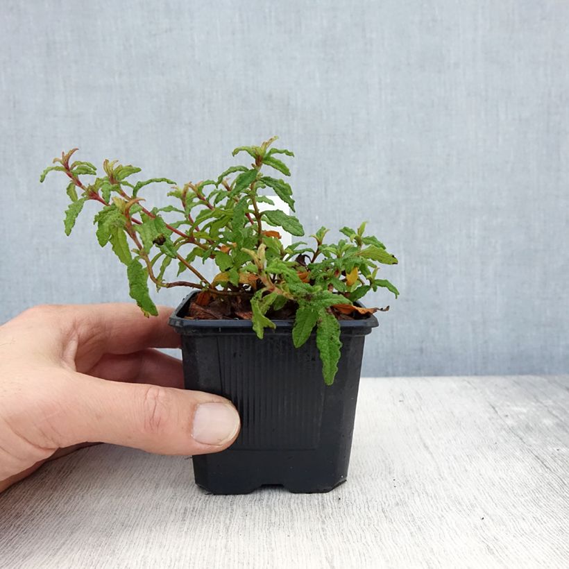 Spécimen de Cistus x florentinus Repens - Ciste Godet de 8/9 cm tel que livré en automne