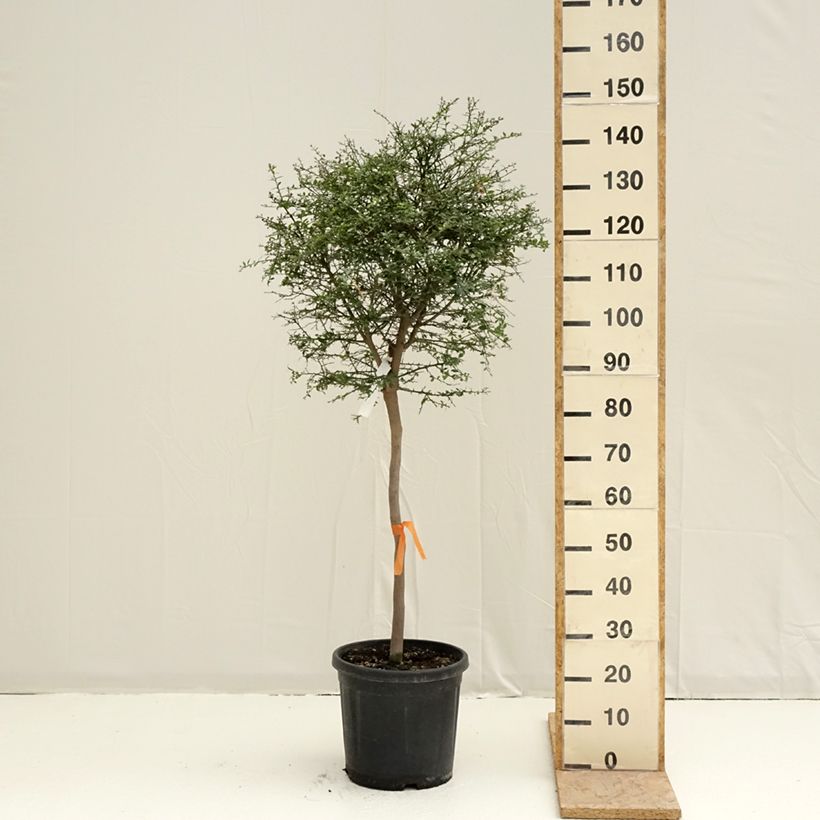 Spécimen de Citron caviar - Microcitrus australasica Pot de 18L/20L, Demi-Tige, Tige de 90 cm 8/10 tel que livré au printemps