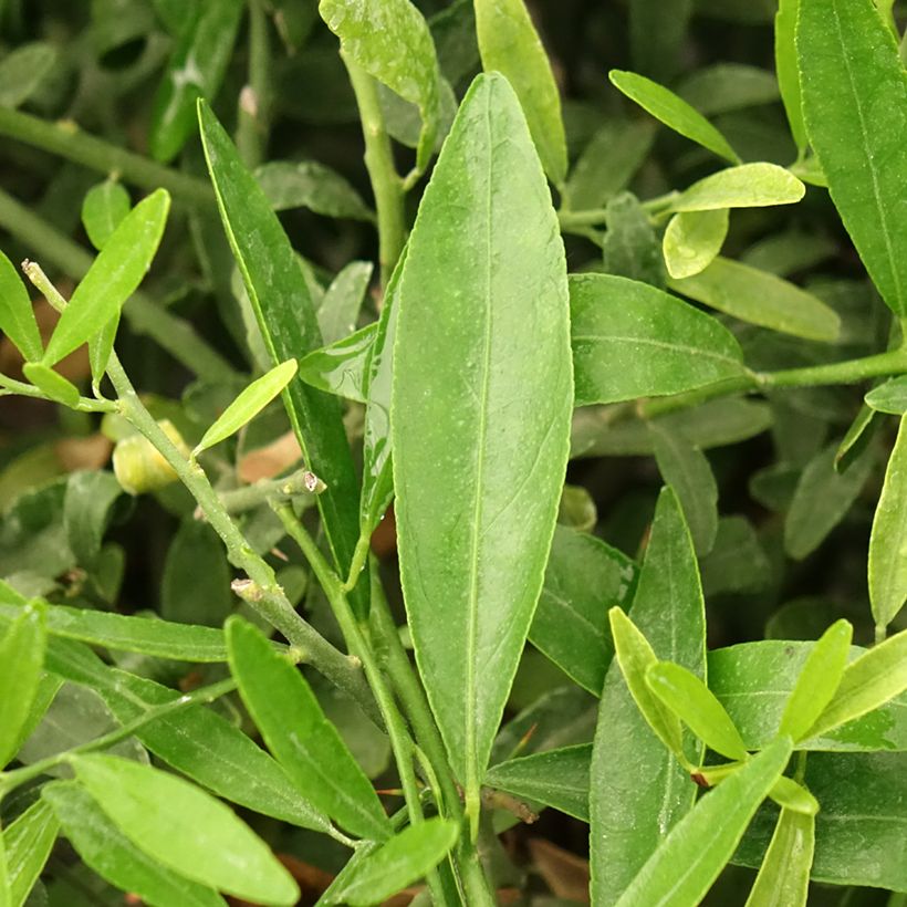 Citrus glauca - Lime du désert (Feuillage)