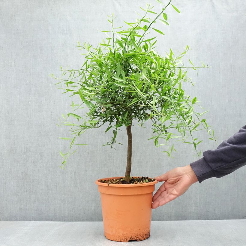 Spécimen de Citrus glauca - Lime du désert Pot de 6L/7L, 1/4 de tige tel que livré au printemps