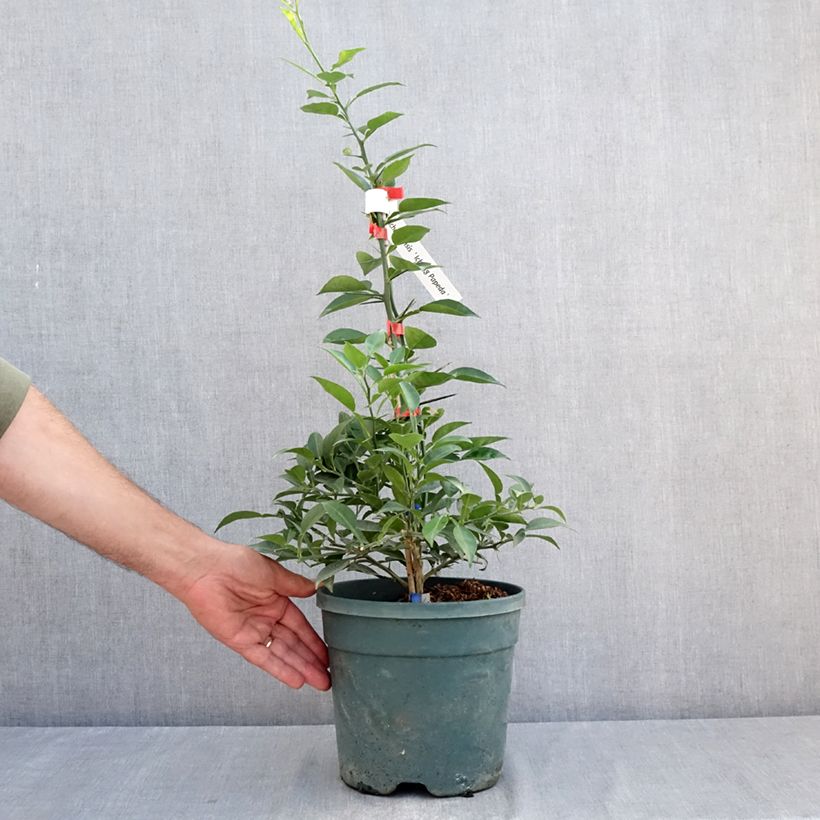 Spécimen de Citrus ichangensis - Ichang Papeda  Pot de 3L/4L, Touffe tel que livré en été