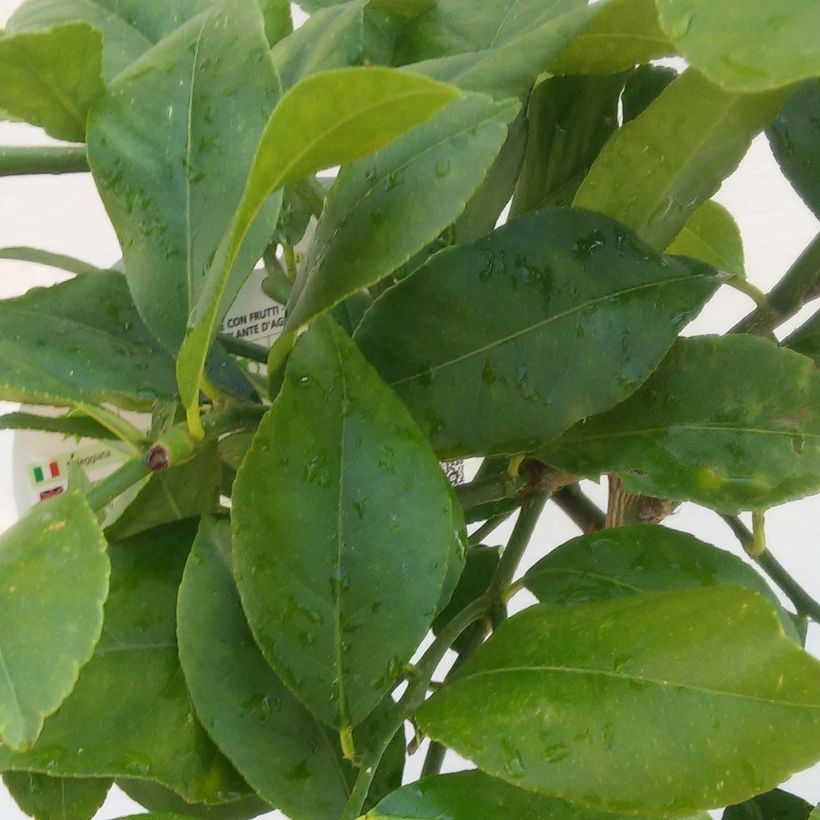 Citronnier de Syracuse - Citrus limon Femminello Siracusano (Foliage)