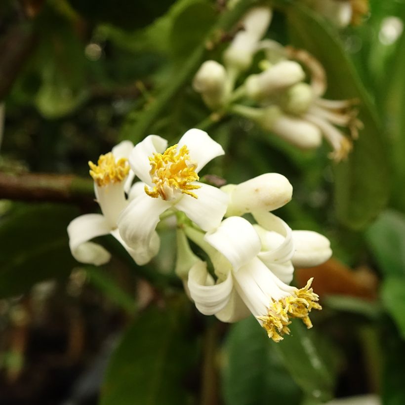 Citrus medica Maxima - Cédrat Maxima (Flowering)