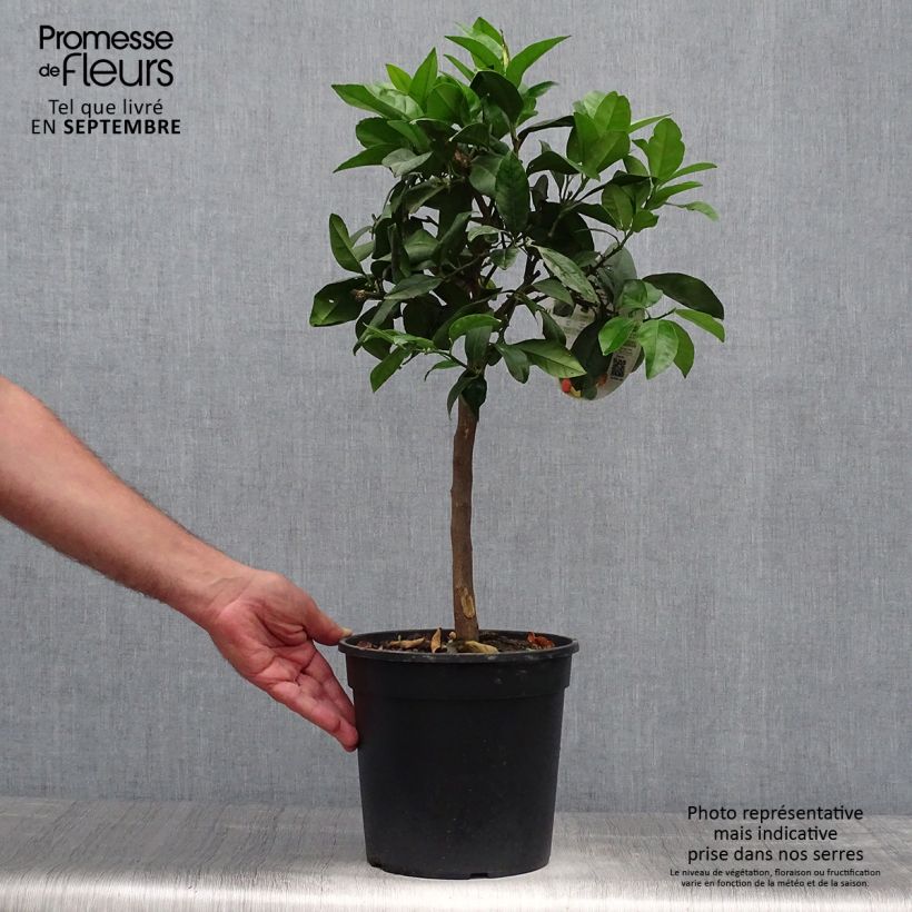 Spécimen de Citrus medica Pigmentata - Cédrat hybride Pot de 4L/5L, 1/4 de tige tel que livré en automne