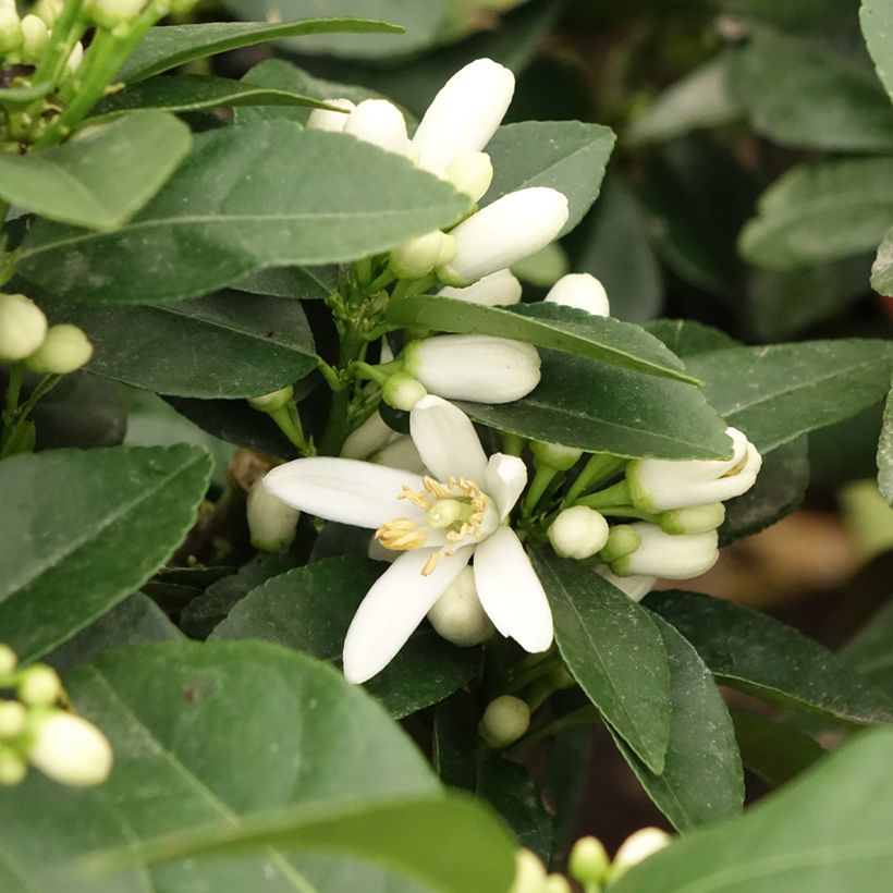 Citrus medica Pigmentata - Cédrat hybride (Floraison)