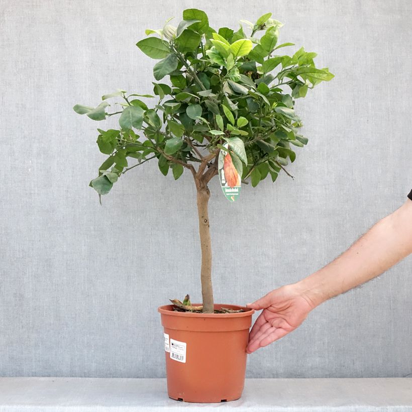 Spécimen de Citrus x Doppio Sanguigno - Hybride de citron Meyer et d'orange sanguine. Pot de 4L/5L, 1/4 de tige tel que livré au printemps