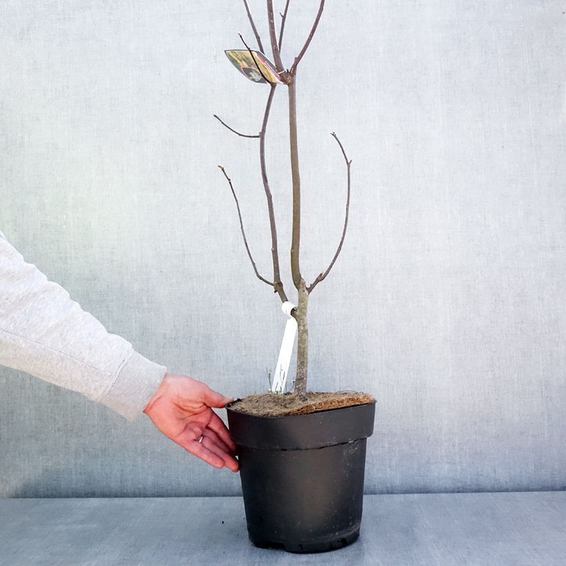 Example of Cladrastis kentukea - Virgilier à bois jaune Pot de 6L/7L as you get in printemps