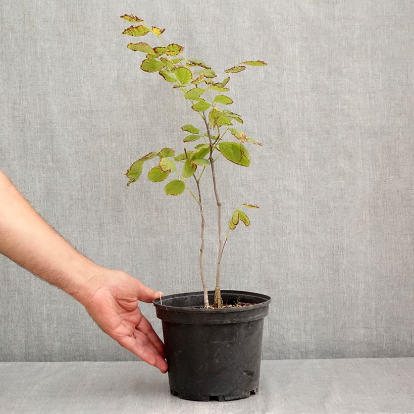 Spécimen de Cladrastis kentukea - Virgilier à bois jaune Pot de 3L/4L tel que livré en été