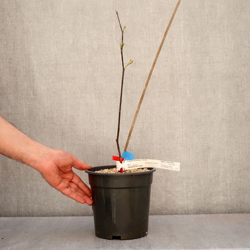 Example of Cladrastis kentukea - Virgilier à bois jaune Pot de 3L/4L as you get in printemps