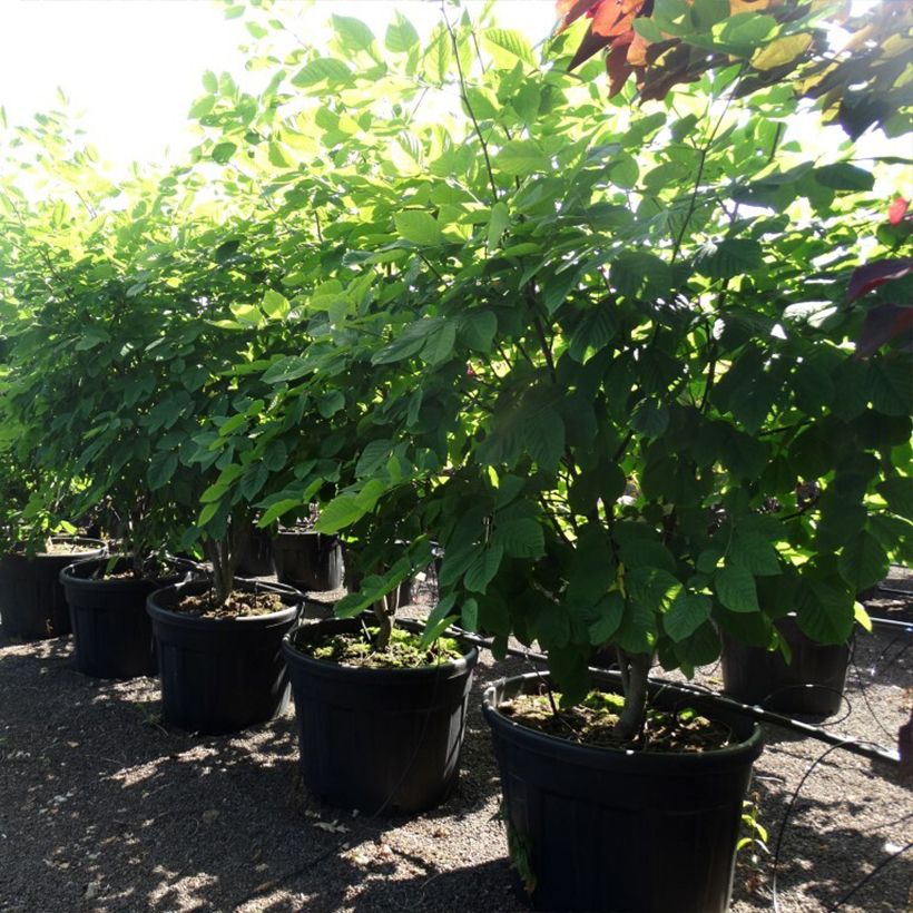 Example of Cladrastis kentukea - Virgilier à bois jaune Pot de 80L/90L, Cépée as you get in printemps