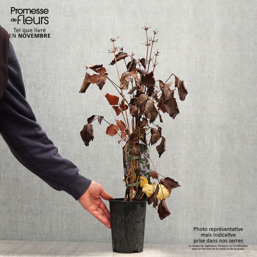Spécimen de Clematis heracleifolia Côte d'Azur 2/3L Pot de 2L/3L tel que livré en automne