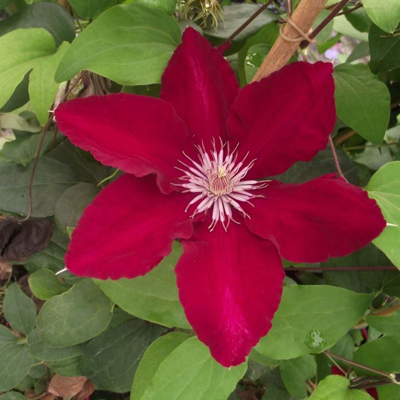 Clematite - Clematis Rebecca (Flowering)