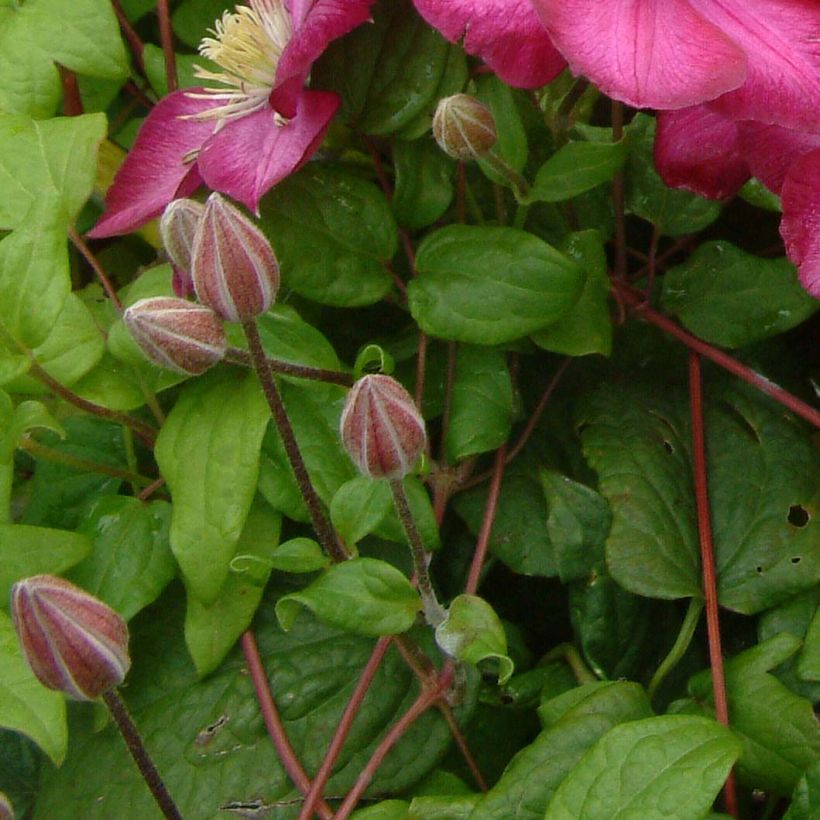 Clématite - Clematis Ville de Lyon  (Foliage)