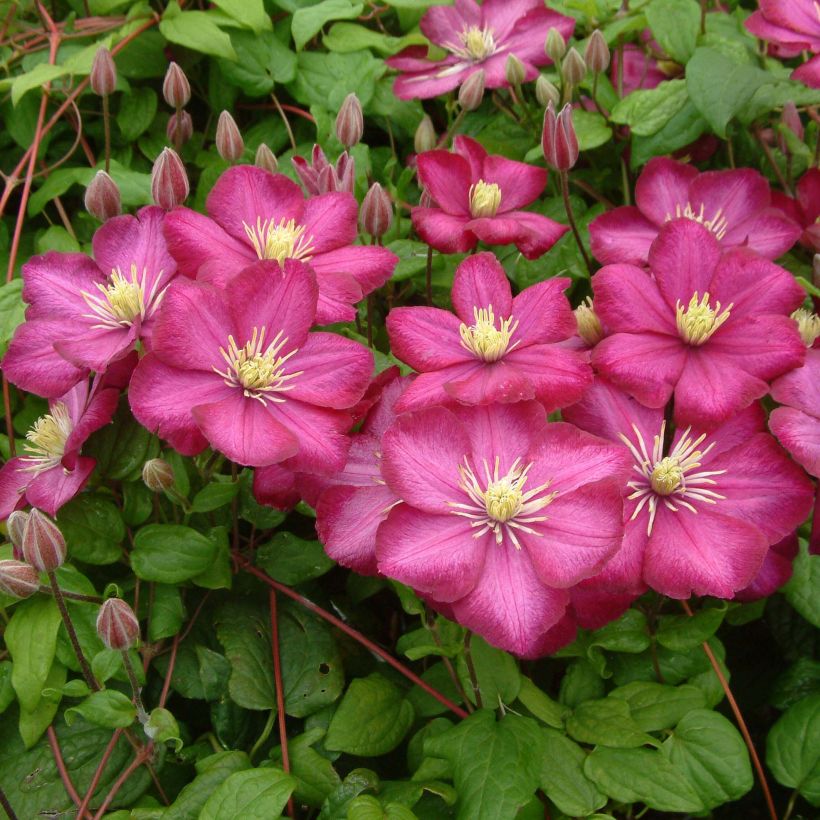 Clématite - Clematis Ville de Lyon  (Plant habit)