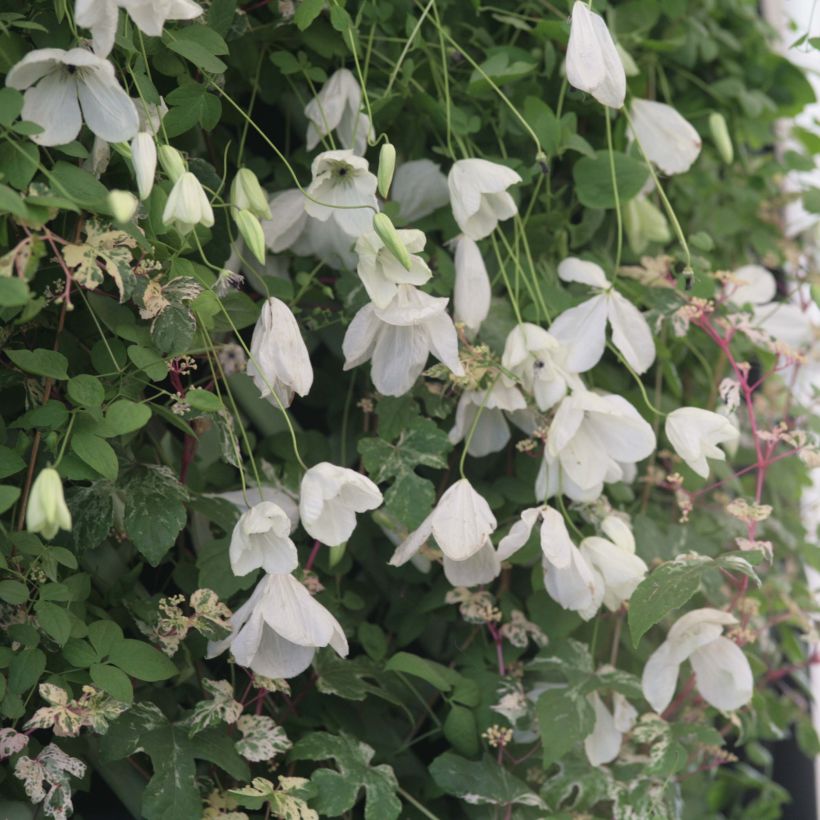 Clématite - Clematis viticella Maria Cornelia (Floraison)