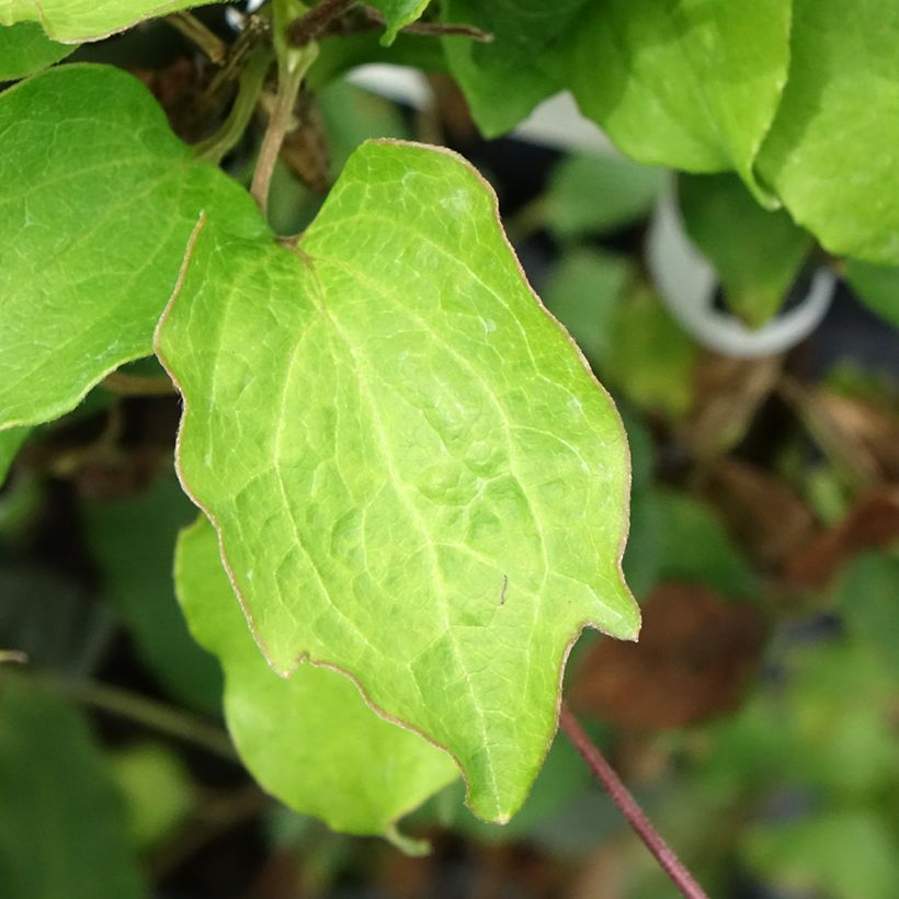 Clématite Bee's Jubilée (Feuillage)