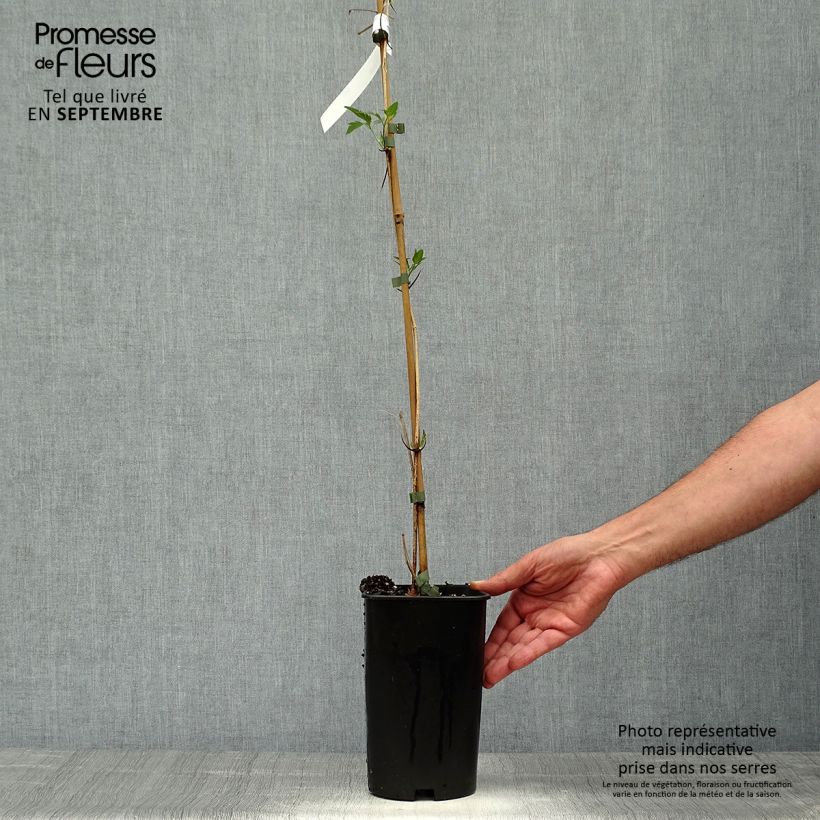 Spécimen de Clématite Christmas Surprise - Clematite de Noël Pot de 2L/3L tel que livré en automne