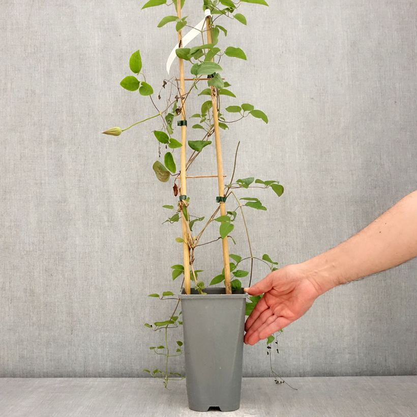 Spécimen de Clématite - Clematis Abilene Pot de 2L/3L tel que livré au printemps