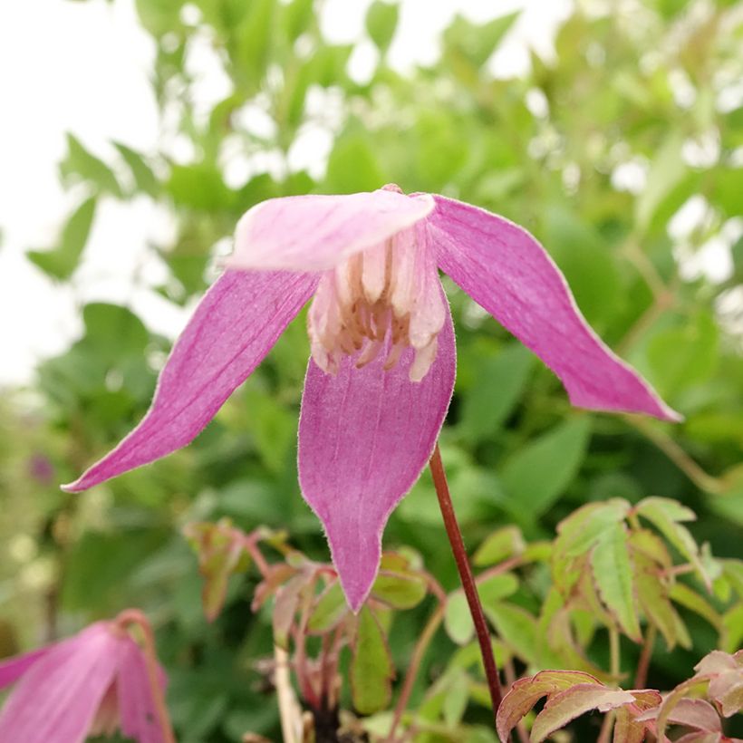 Clématite - Clematis alpina Ruby (Floraison)