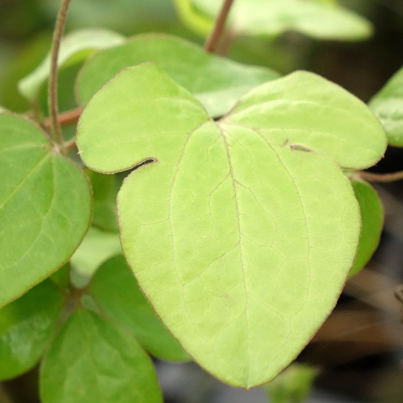 Clématite - Clematis Andromeda (Feuillage)