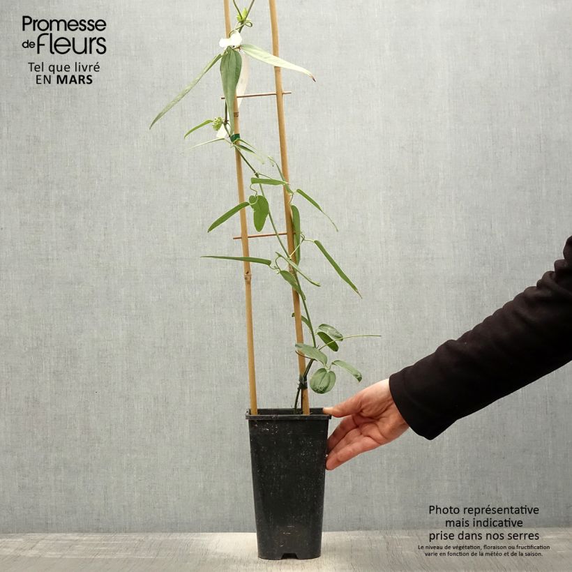 Spécimen de Clématite - Clematis armandii Hendersonii Rubra Pot de 2L/3L tel que livré au printemps