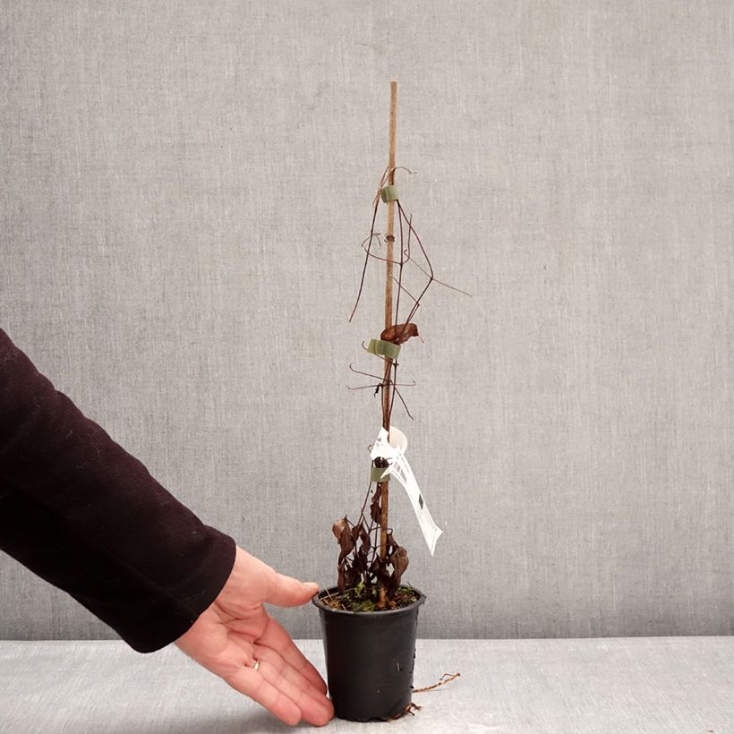 Example of Clématite - Clematis Barbara Harrington Godet de 8/9 cm as you get in hiver