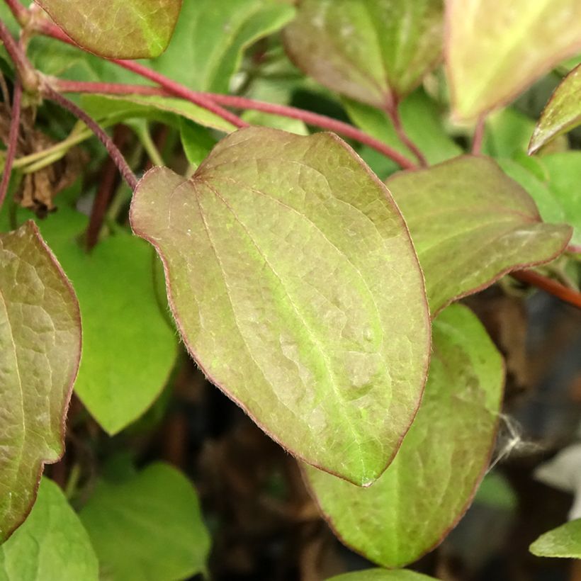 Clématite - Clematis Beauty Of Worcester (Feuillage)