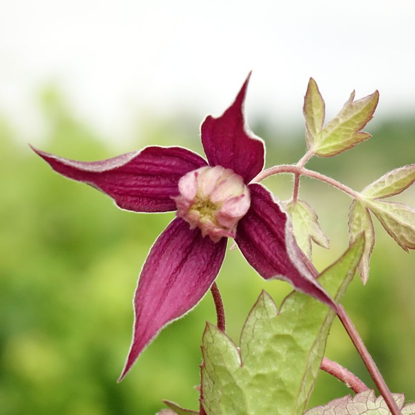 Clématite - Clematis Brunette (Floraison)