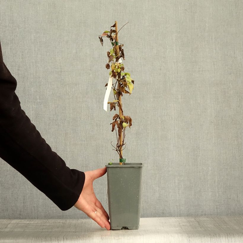 Spécimen de Clématite - Clematis Carnaby Pot de 1,5L/2L tel que livré en automne