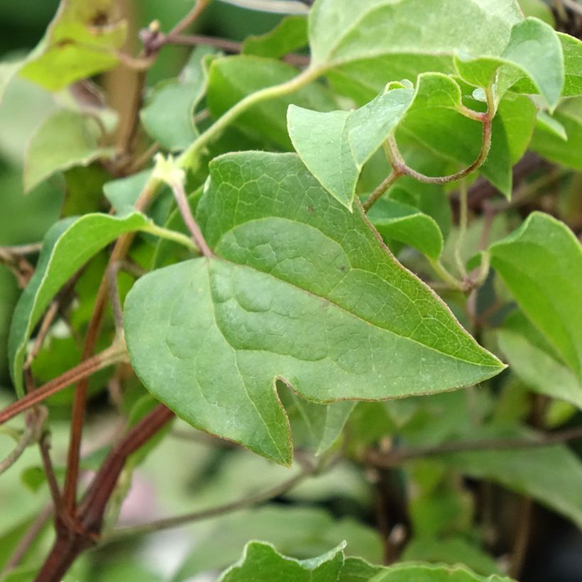 Clématite - Clematis Caroline (Feuillage)
