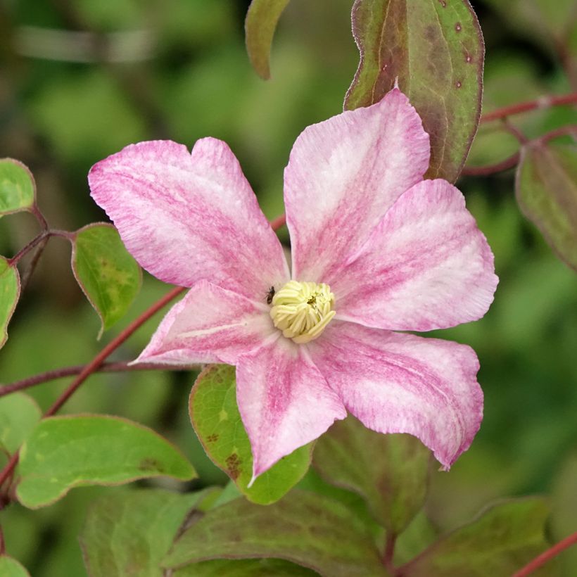 Clématite - Clematis Caroline (Floraison)