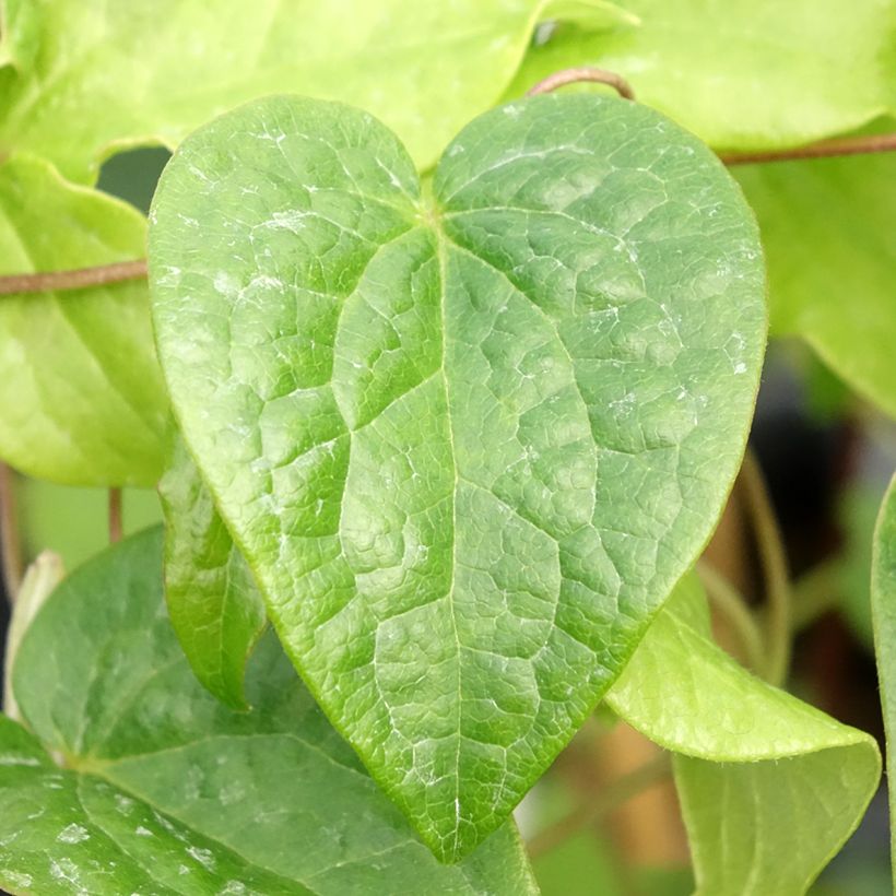 Clématite - Clematis Couronne Royale (= Haku Ookan) (Feuillage)