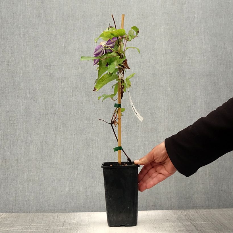 Spécimen de Clématite - Clematis Couronne Royale (= Haku Ookan) Pot de 1,5L/2L tel que livré en été