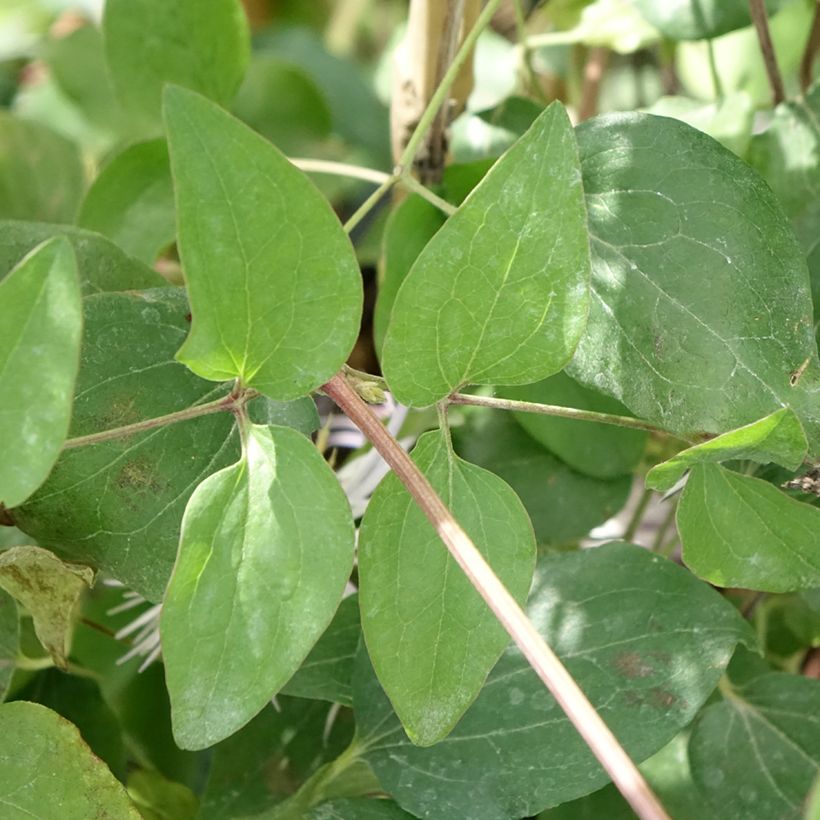Clématite - Clematis Crystal Fountain (Feuillage)